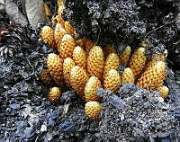 LEFR01 Conopholis alpina.jpg