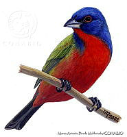 MAPM0060 Passerina ciris.jpg