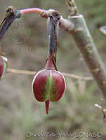 OTV4953 Euphorbia tithymaloides ssp. tithymaloides.jpg