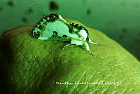 VHTH026 Eudryas unio.JPG