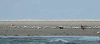 JHC0182 Thalasseus elegans,Pelecanus occidentalis.jpg