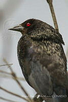 MASM07758 Molothrus aeneus.jpg