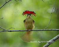 MN6F0146 Onychorhynchus coronatus.jpg
