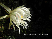 MN6PyH0075 Epiphyllum oxypetalum.jpg