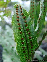 CGL1058 Ptericaceae.jpg