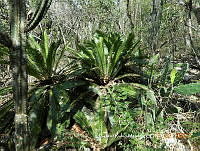 GRM010 Dioon edule.JPG