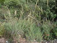 OTV4657 Muhlenbergia robusta.jpg