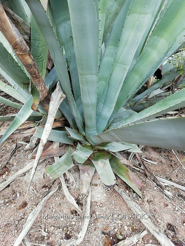 RG016%200963%20Agave%20mapisaga.jpg.nyfBh5b0Mb21xV1jQA3g0JtbmFja29CbnFuZ3NAbXJ6LGtwZwA.yrJSk4MzYw