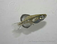 ODD0020 Girardinichthys viviparus.jpg