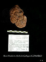 HC014 0087 Humphreya coffeata.jpg