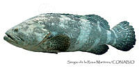 SRM0119 Epinephelus itajara.jpg