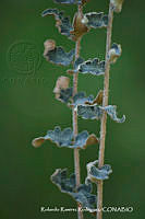 RRR0080 Astrolepis sinuata.jpg