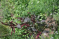SG019 0320 Amaranthus hybridus.jpg