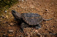 EGP0436 Chelydra rosignonii.JPG