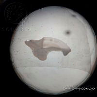 RE006 0021 Medición Otolito_11.tif