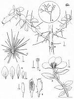 AD0006 Pereskiopsis blakeana.jpg