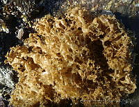 RRR165 Hydroclathrus clathratus.jpg