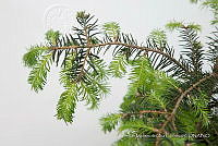 IMDOC 4810 Abies religiosa.jpg