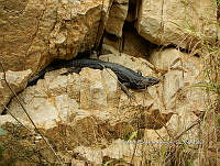 RSA0118 Ctenosaura pectinata.jpg