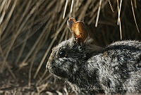 MASM06339 Romerolagus diazi.jpg