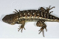 VHL0512 Sceloporus horridus.jpg