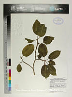 JAdNV0517 Sebastiania appendiculata.JPG