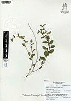YPH0037 Acalypha subviscida.jpg
