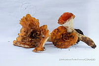 ZAPF 0642 Turbinellus floccosus.jpg
