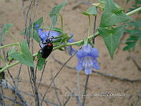 CAGM 0017 Epixiphium wislizenii.jpg