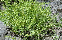 FN005 1 0378 Batis maritima.jpg