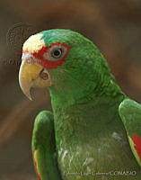 ELC0057 Amazona albifrons.jpg