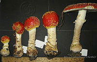 RGO0414 Amanita muscaria flavivolvata.JPG