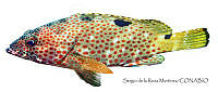 SRM0012 Epinephelus adscensionis.jpg