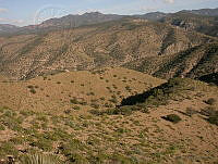 MGvarios35 Chihuahua.jpg