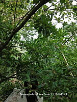 ZG012 0009 Byrsonima crassifolia.jpg