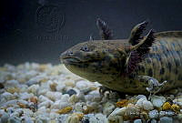 IMDOC2240 Ambystoma andersoni.jpg