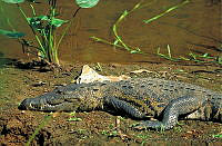 GC0104 Crocodylus moreletii.jpg