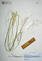 DZAJ1056 Eragrostis lugens.JPG