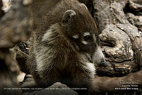 18 - ldiaz_coati.jpg