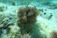 BDP0135 Liagora mucosa.jpg
