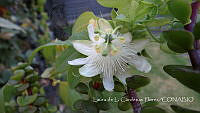LCF0309 Passiflora subpeltata.jpg