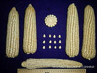 SinOPV271 Zea mays.jpg