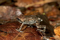 MASM07225 Eleutherodactylus grandis.jpg
