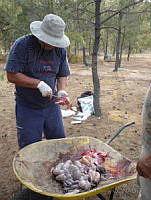 GAAF003 Sus scrofa.jpg