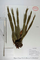 MASM06778 Pinus oocarpa.jpg