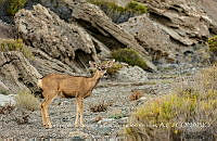 GECI002 Odocoileus hemionus ssp. cerrosensis.jpg