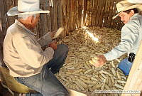 OPV_Zea mays 0094.jpg