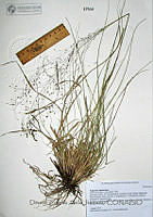 DZAJ931 Eragrostis lugens.JPG