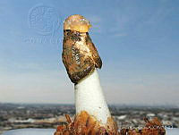 TR001 Phallus ravenelii.jpg