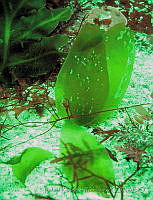 RRR049 Eisenia arborea.jpg
